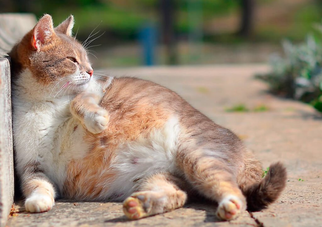 Como saber si mi gata ha tenido un aborto