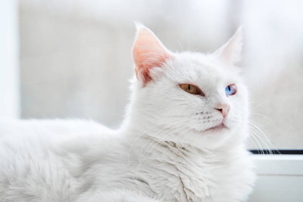 cuidados especiales de los gatos albinos