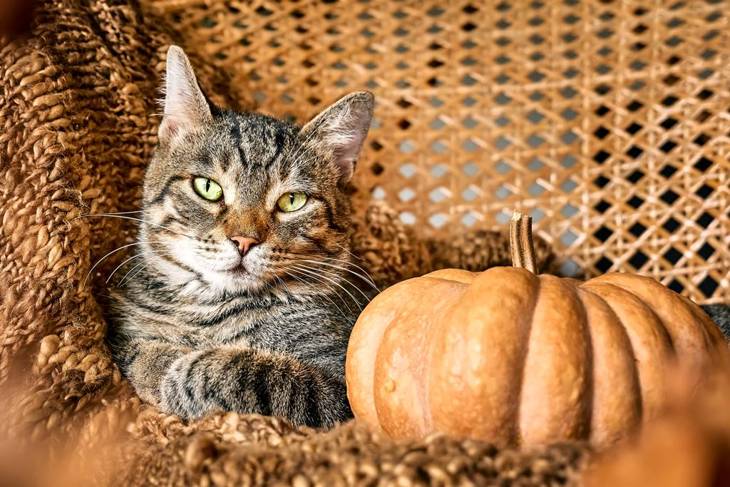 los gatos pueden comer calabaza