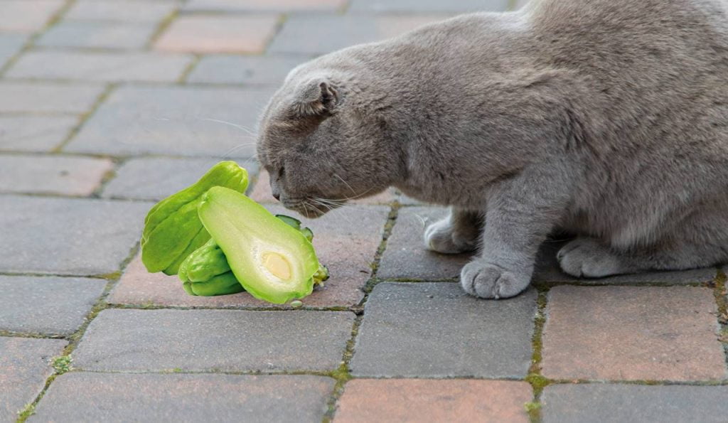 los gatos pueden comer chayote