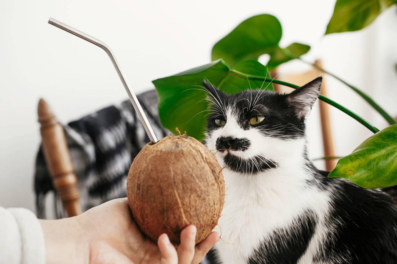 ¿Los gatos pueden comer coco sin riesgos para su salud?