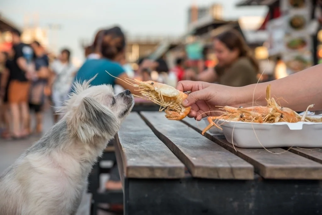 los perro pueden comer camarones