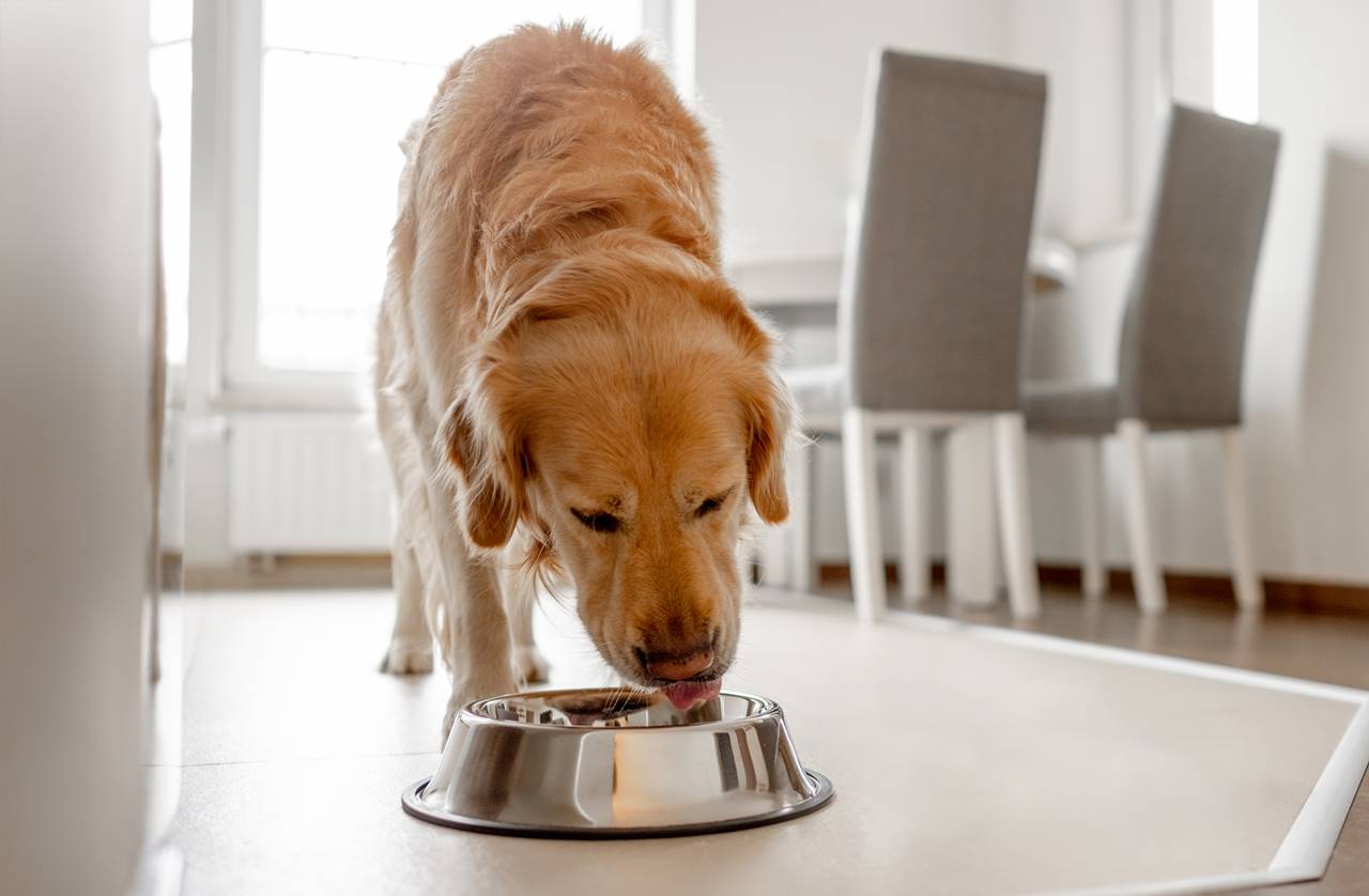 ¿Los Perros Pueden Comer Caldo de Pollo Sin Riesgos?