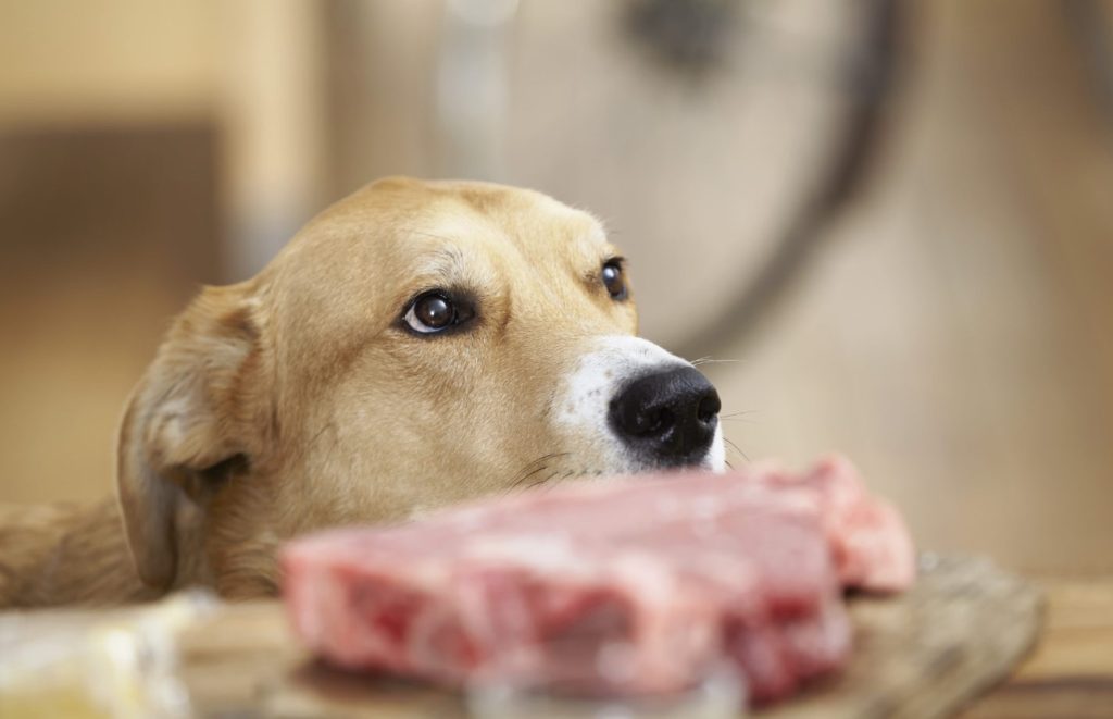 Los perros pueden comer carne de cerdo sin riesgos