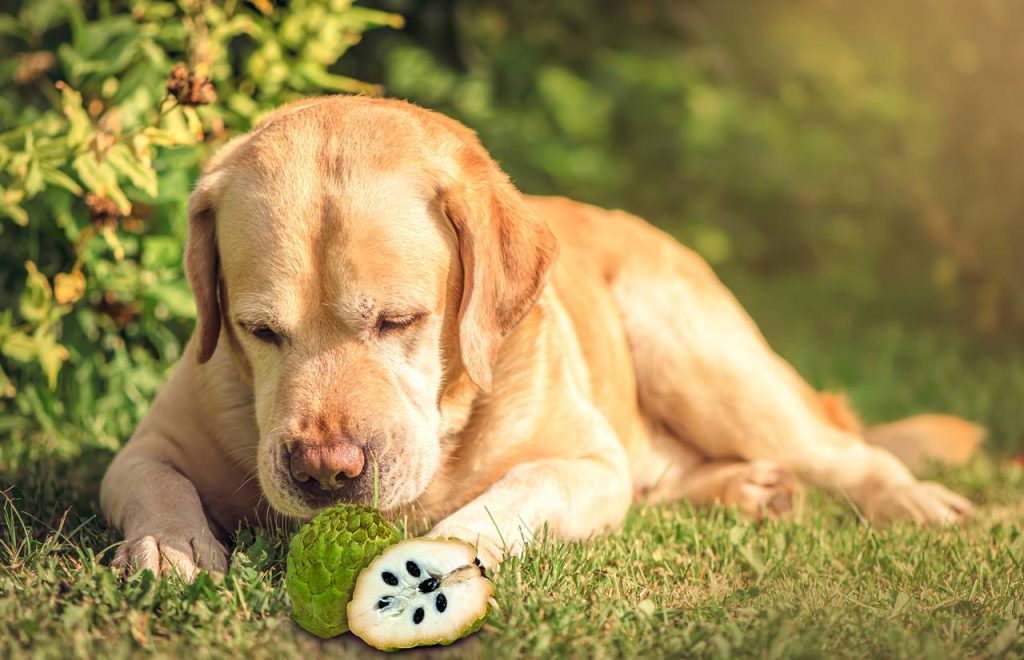 los perros pueden comer chirimoyas