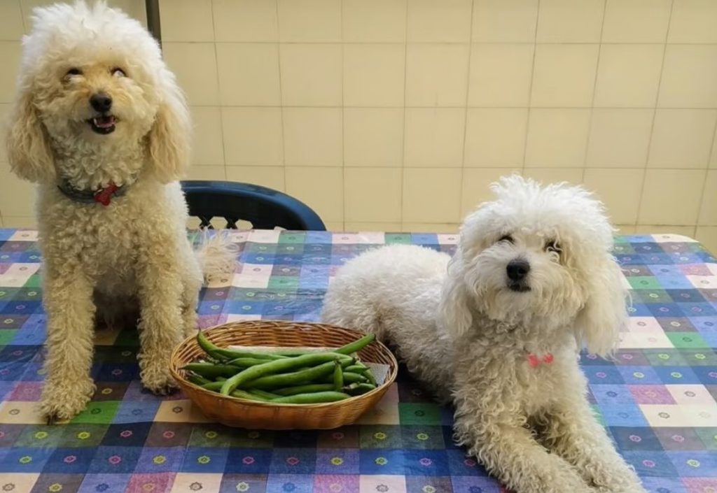 los perros pueden comer habas