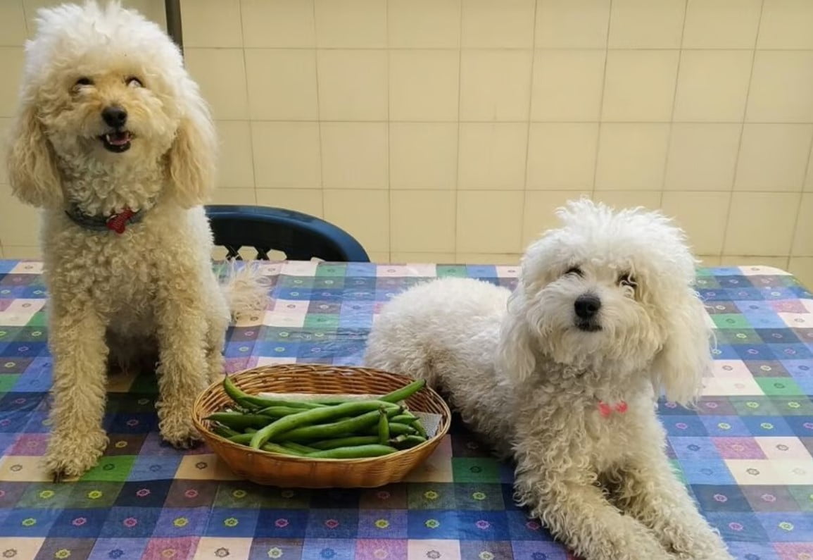 ¿Los perros pueden comer habas sin riesgos?