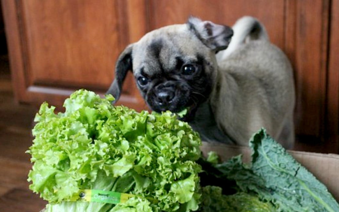 ¿Los perros pueden comer lechuga? Beneficios y riesgos