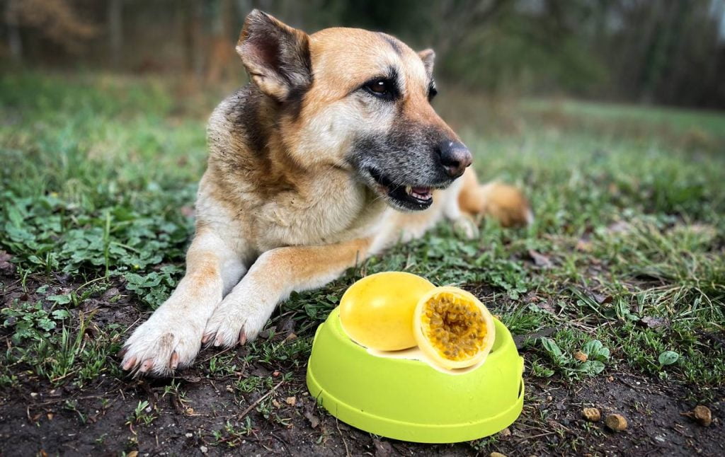 los perros pueden comer maracuyá