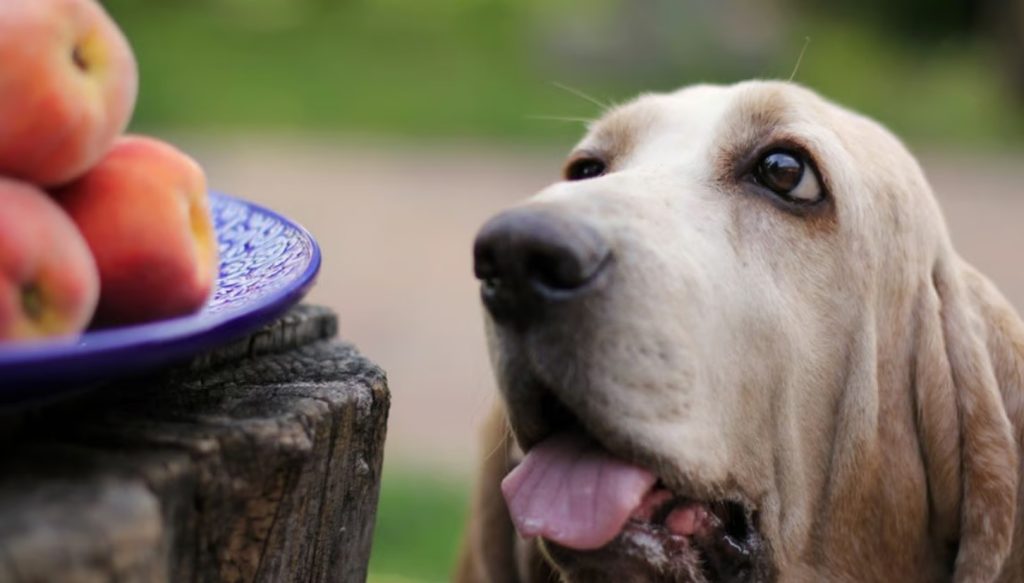 los perros pueden comer melocotón o durazno