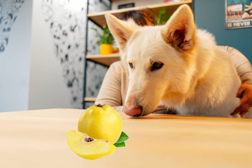 los perros pueden comer membrillo