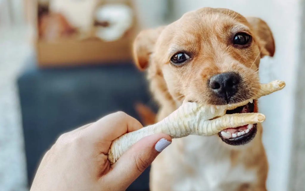 los perros pueden comer patas de pollo crudas