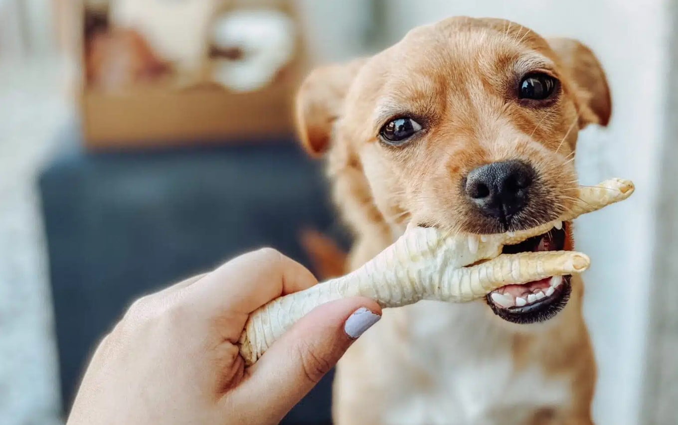 ¿Los perros pueden comer patas de pollo sin riesgos?