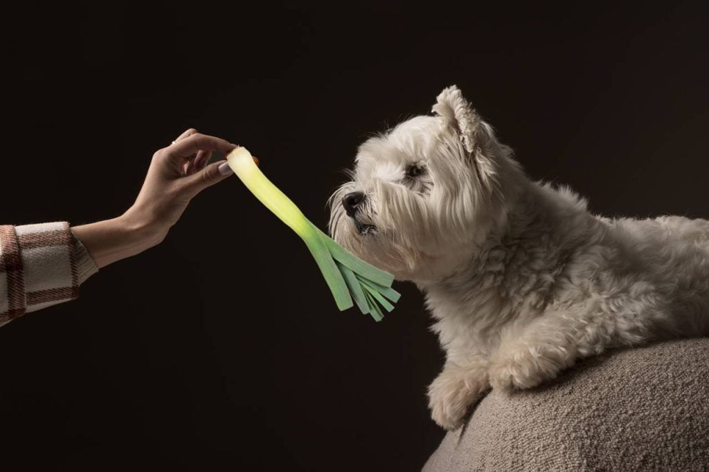 los perros pueden comer puerro