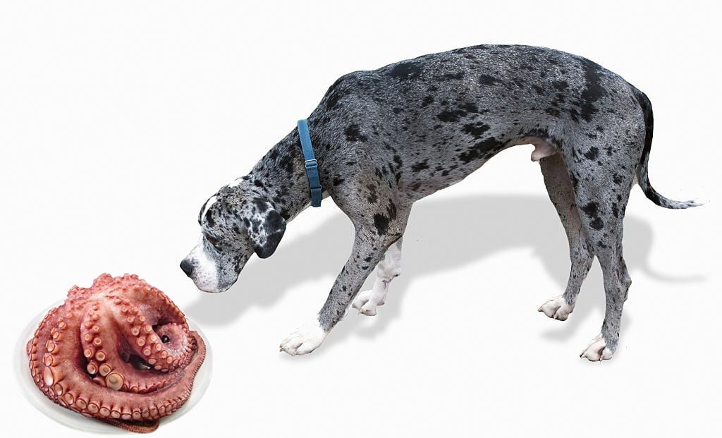 ¿Los perros pueden comer pulpo sin riesgos?