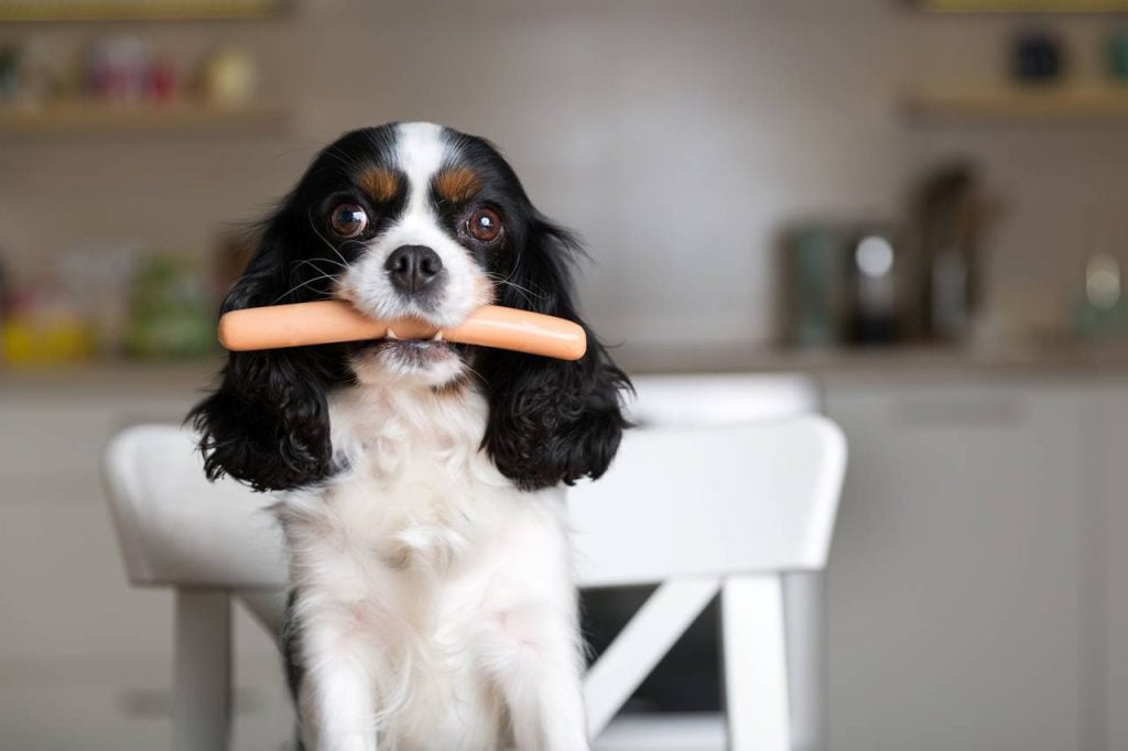 los perros pueden comer salchicha sin riesgos