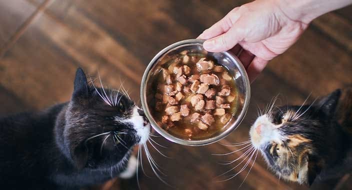 ¿Se puede mezclar pienso de gato con comida húmeda?