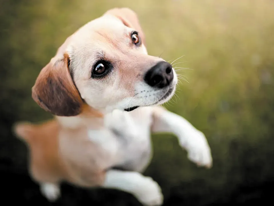 ¿Tu perro demanda mucha atención? ¿Es normal? como manejarlo