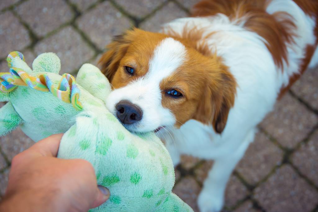 ¿Por qué mi perro me muerde cuando le quito algo?