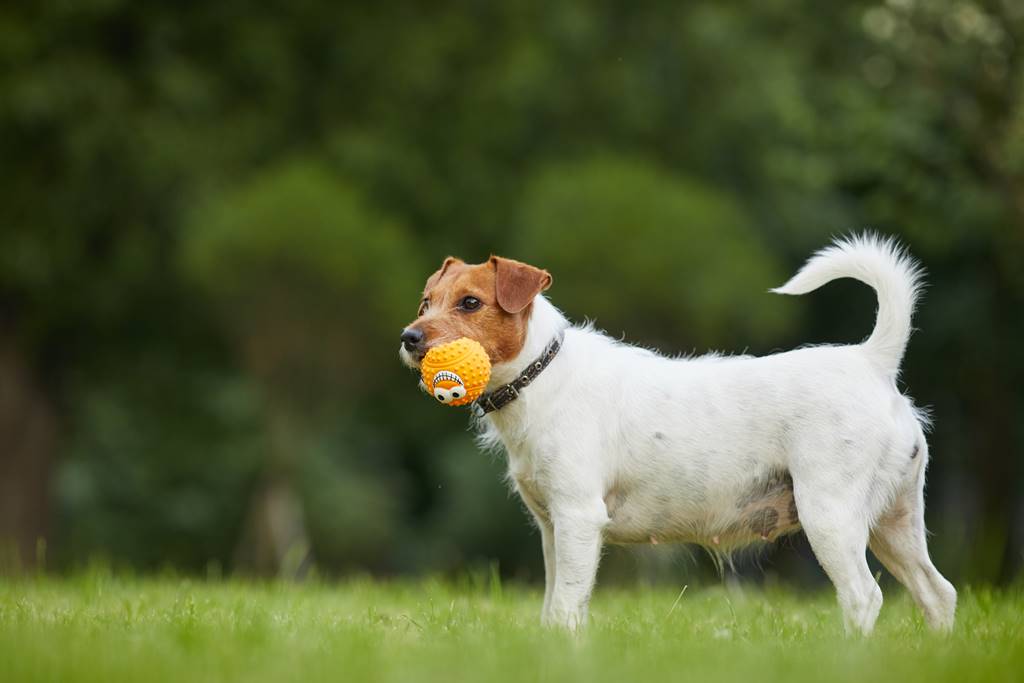 ¿Por qué mi perro está obsesionado con la pelota?