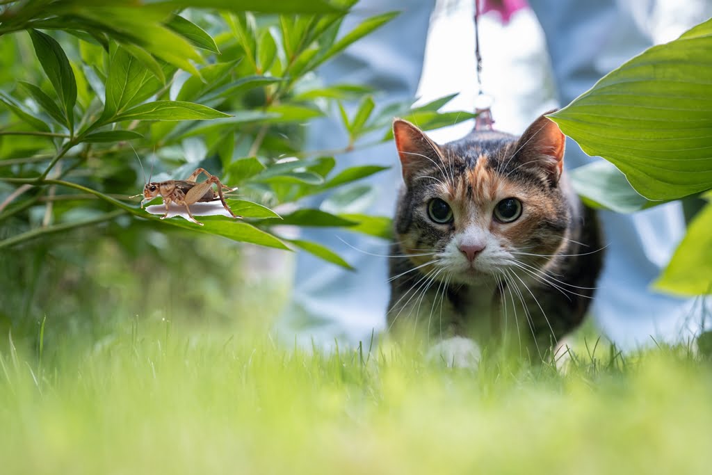 porque los gatos cazan y comen insectos