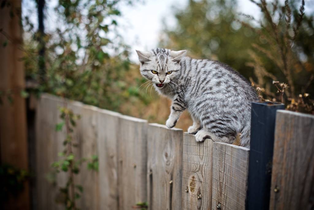 ¿Por qué mi gato no me quiere?