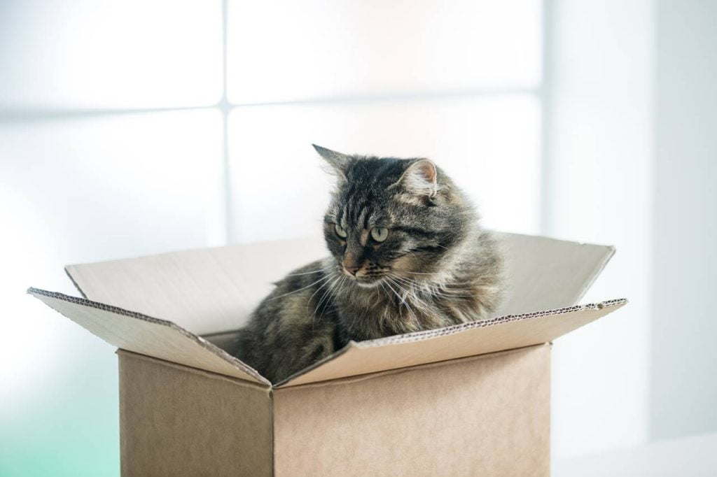 porque a los gatos les gusta las cajas de cartón