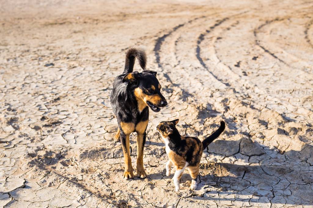 ¿Por qué Mi gato ataca a mi perro? Descubre la verdad