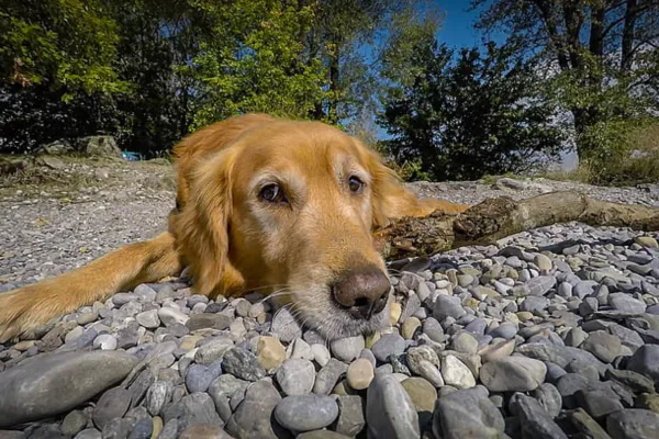 ¿Por qué mi perro come piedras? ¿Cómo ayudarlo?