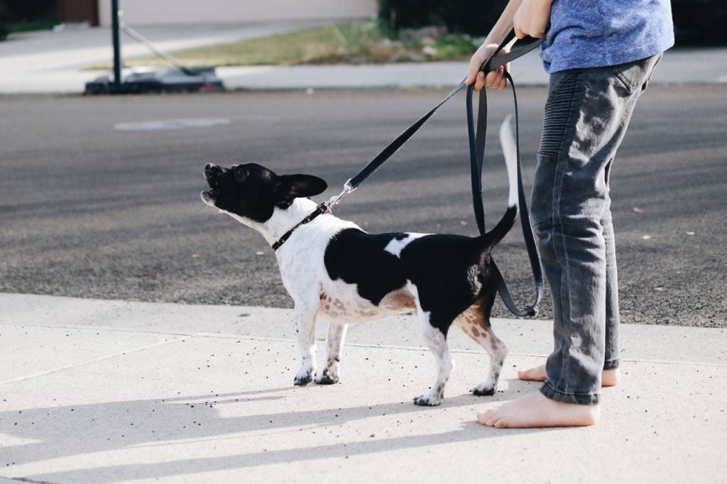 porque mi perro ladras a unas personas y a otras no