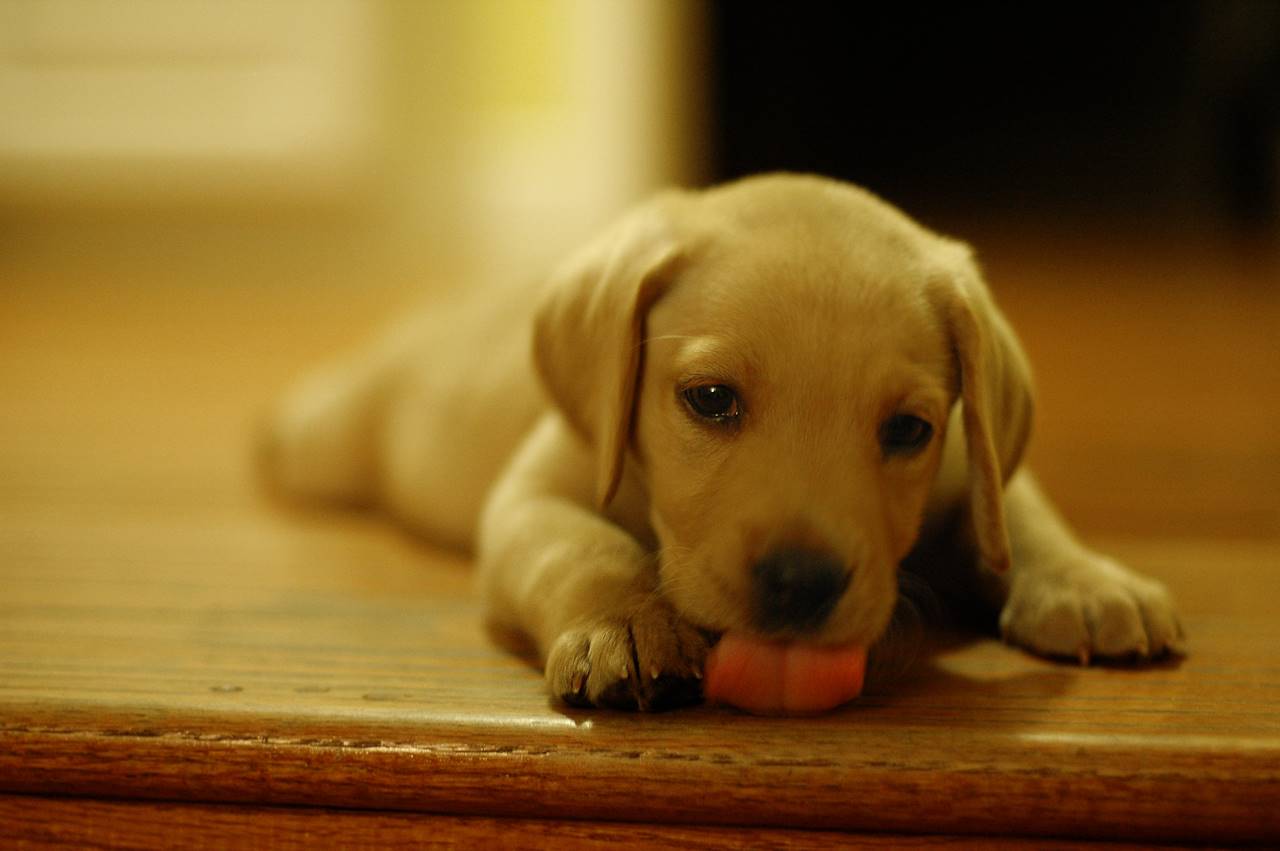 ¿Por qué mi perro lame el suelo?