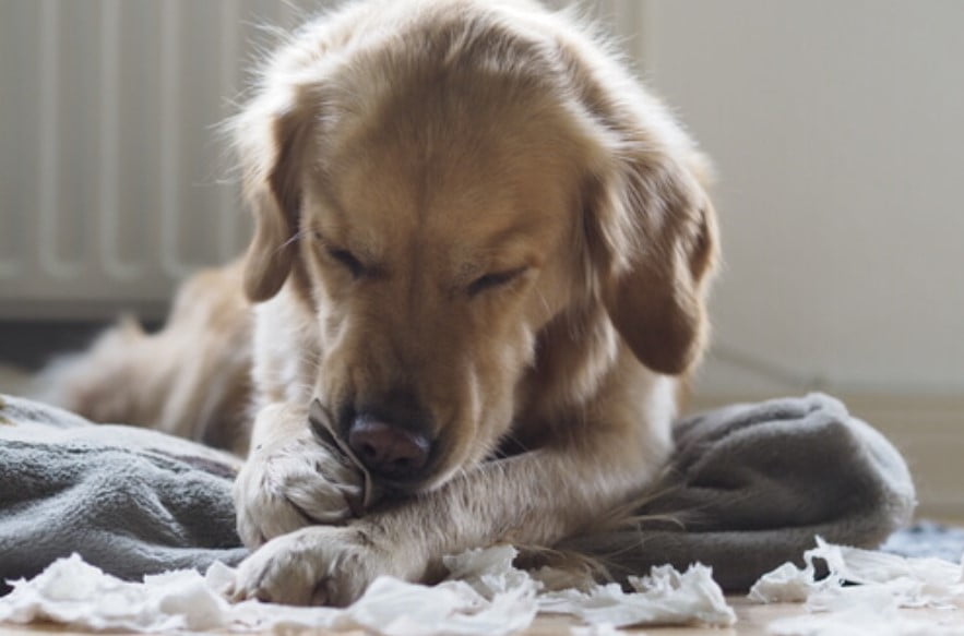 ¿Por qué Mi perro muerde su cama? Soluciones efectivas