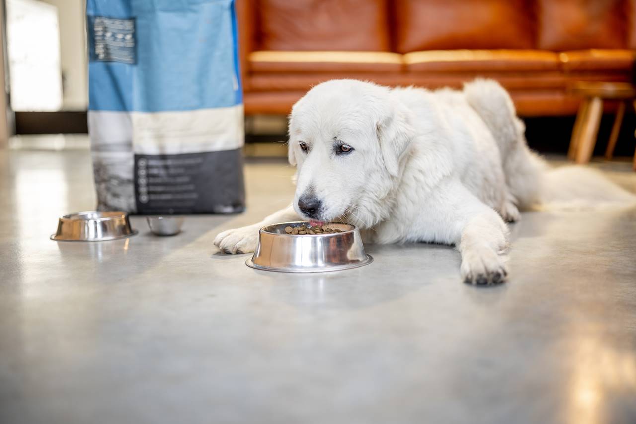 ¿Por qué mi perro orina donde come? Soluciones efectivas