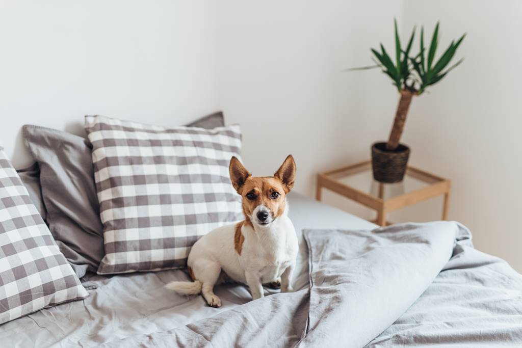 porque mi perro se orina en la cama