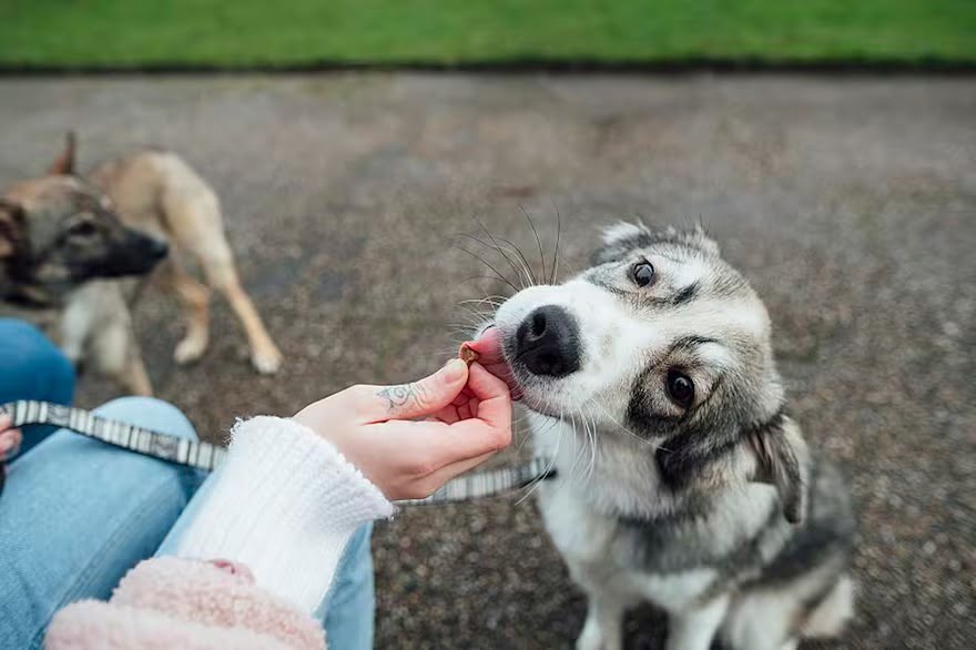 Descubre por qué tu perro solo come si le doy en la boca: ¡Solución!