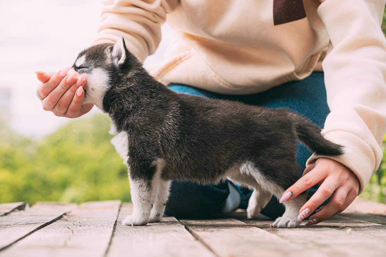 ¿Qué Darle de Comer a un Cachorro de 3 Meses?