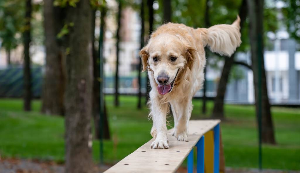 Técnicas de Adiestramiento Canino Efectivas