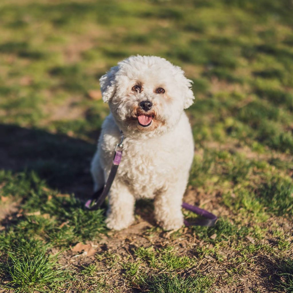 todo sobre el Perro Bichón Frisé