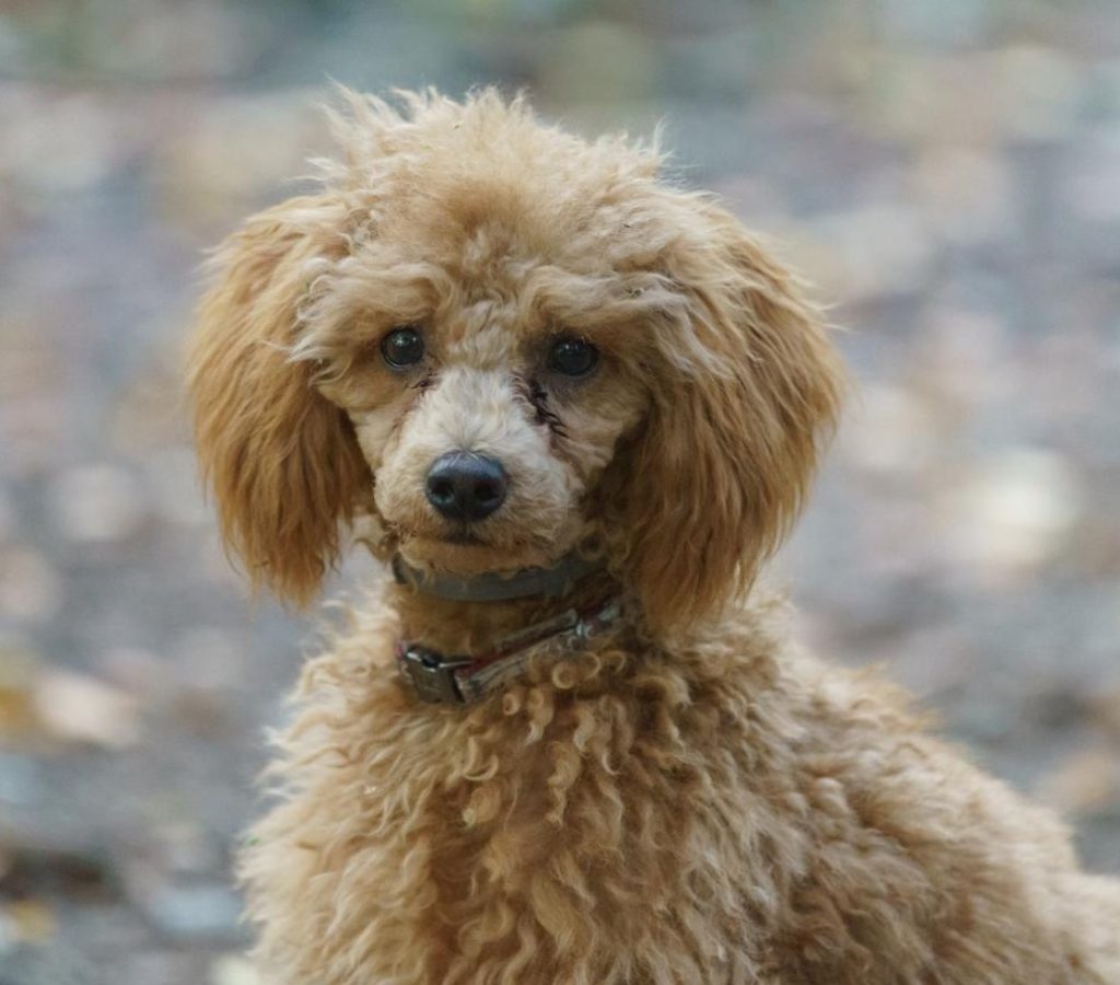 todo sobre el perro caniche o poodle enano