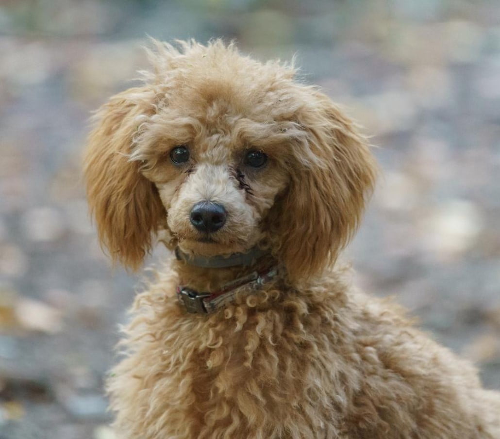 Perro Caniche o Poodle Enano