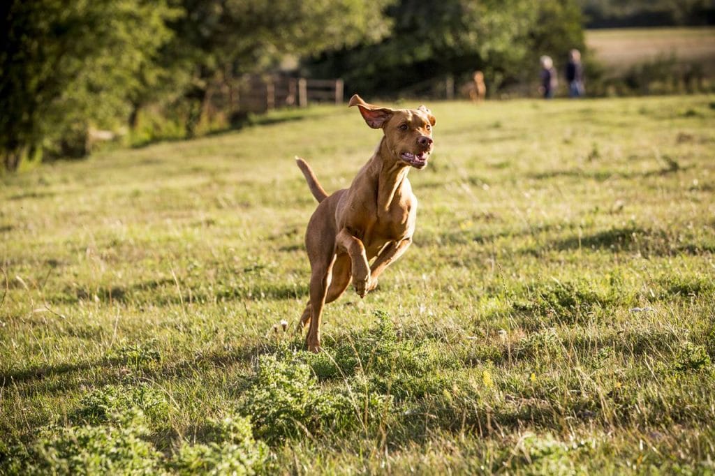 Cuánto ejercicio debe hacer un cachorro - perro corriendo en el parque