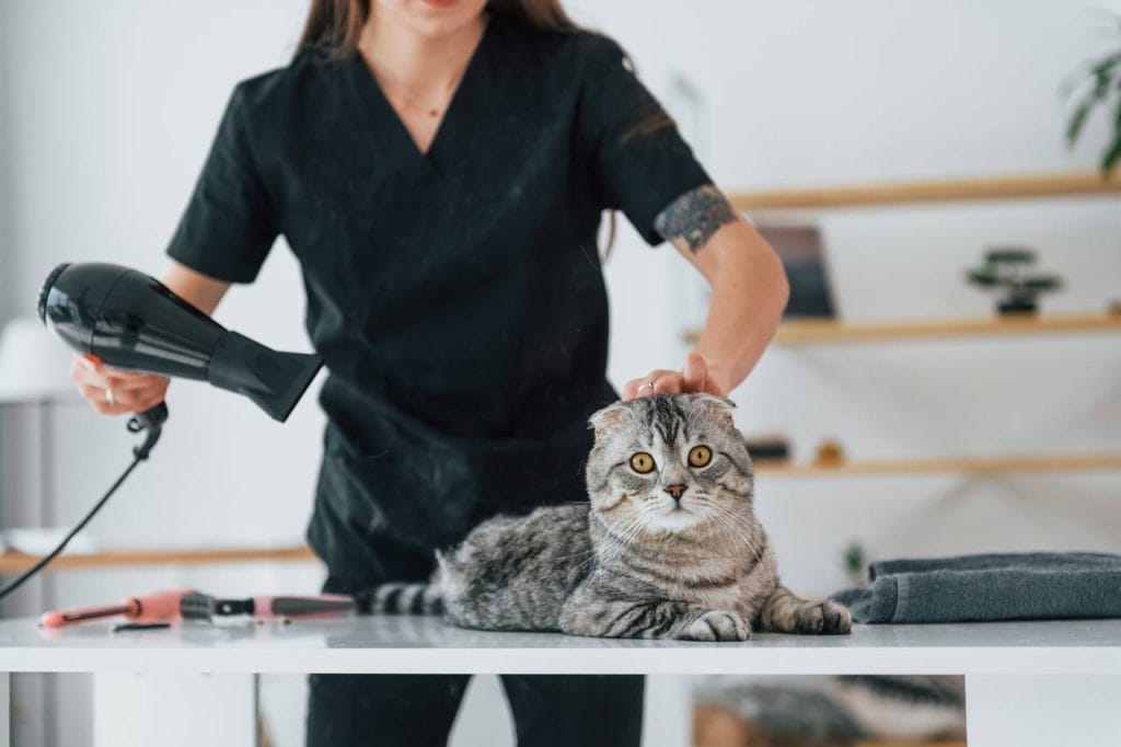 Descubre cómo ayudar a tu gato que tiene miedo al secador con consejos prácticos para reducir su ansiedad y hacer el proceso más cómodo