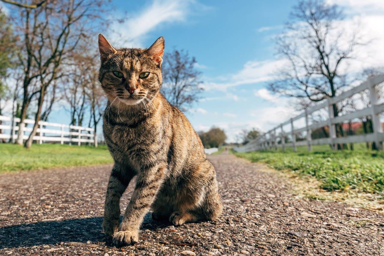 Gato feral: Comprendiendo a los Felinos Silvestres