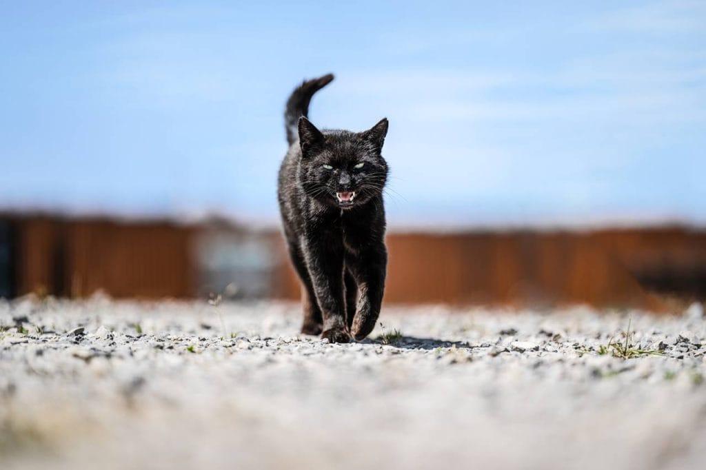 Descubre las Fascinantes Vocalizaciones de los Gatos ¡Entiende a tu Mascota!