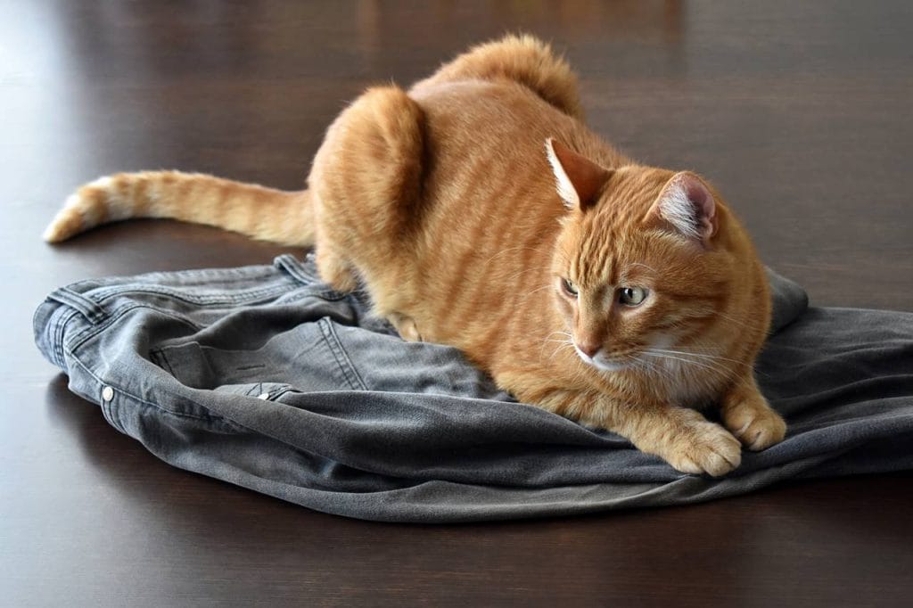 Descubre por qué tu gato muerde la ropa