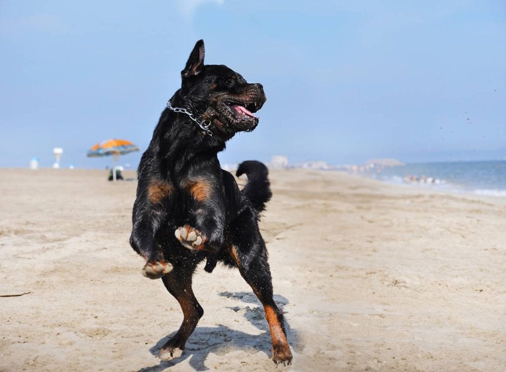 Ejercicios para perros rottweiler Guía completa