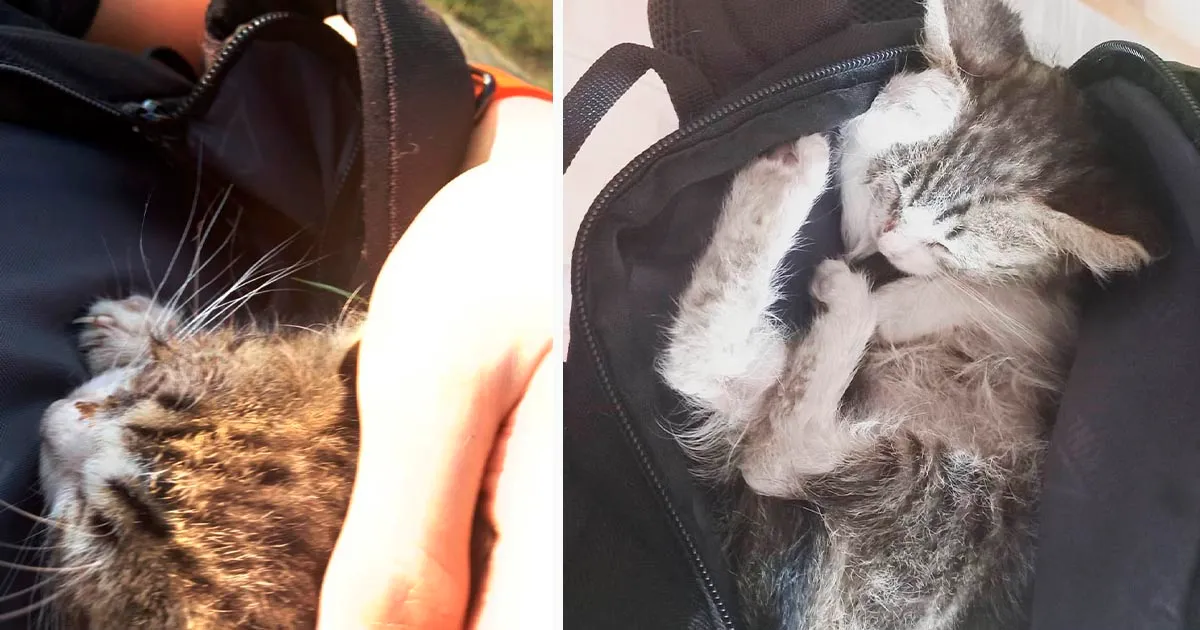 Gatito sin hogar se queda dormido en la mochila de la ciclista cuando se da cuenta de que está a salvo