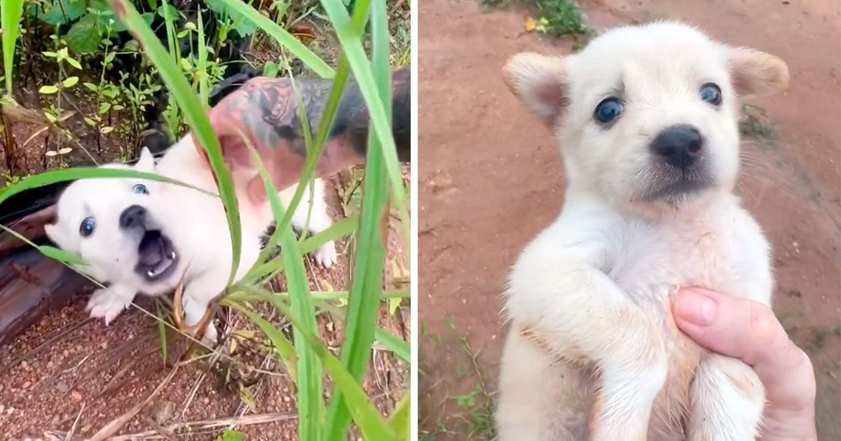 Hombre escucha el llanto más triste en la selva y encuentra a un cachorro abandonado