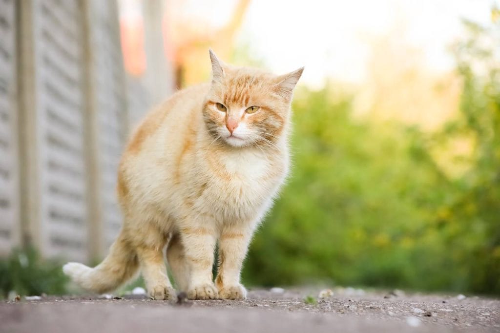 Por qué mi gato esterilizado sigue marcando