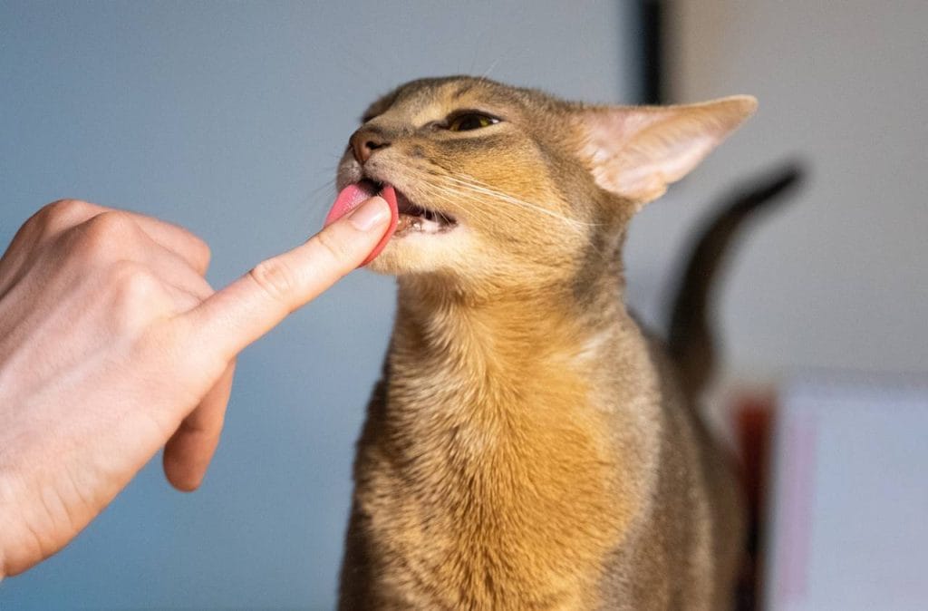 Por qué mi gato me lame y después me muerde